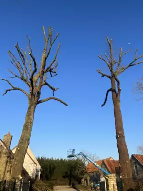 Jardin_Peters_snoeien_bomen_deel1_1 - 