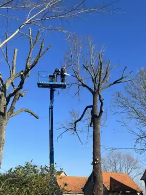Jardin_Peters_snoeien_bomen_deel1_4 - 