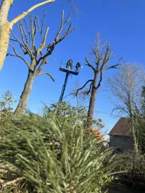 Jardin_Peters_snoeien_bomen_deel1_3 - 