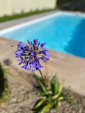 Jardin_Peters_zwembaden_18 - 