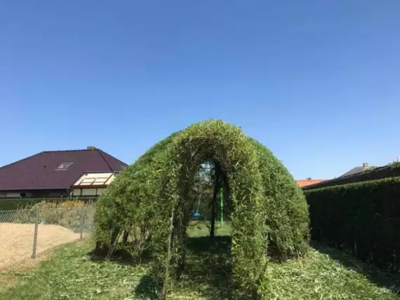 tuinen-jardins-peters-89 - Scheren van diverse bomen