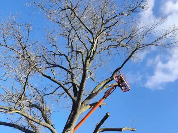 03C321AD-4ED6-4848-A54A-68EF37CF8FE2 - Snoeien en vellen bomen